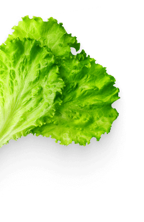 Lettuce