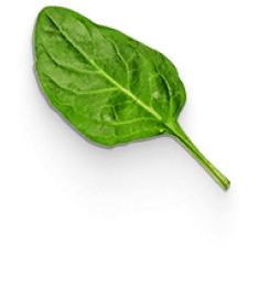 Spinach